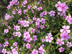 長(cháng)春花